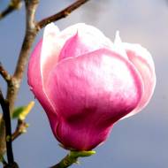 Саджанець Магнолія Суланжа Lennei в контейнері